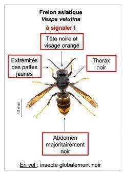 Frelon asiatique